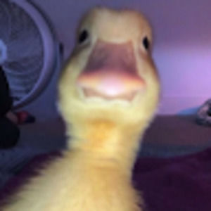 Meet your Posher, Iris